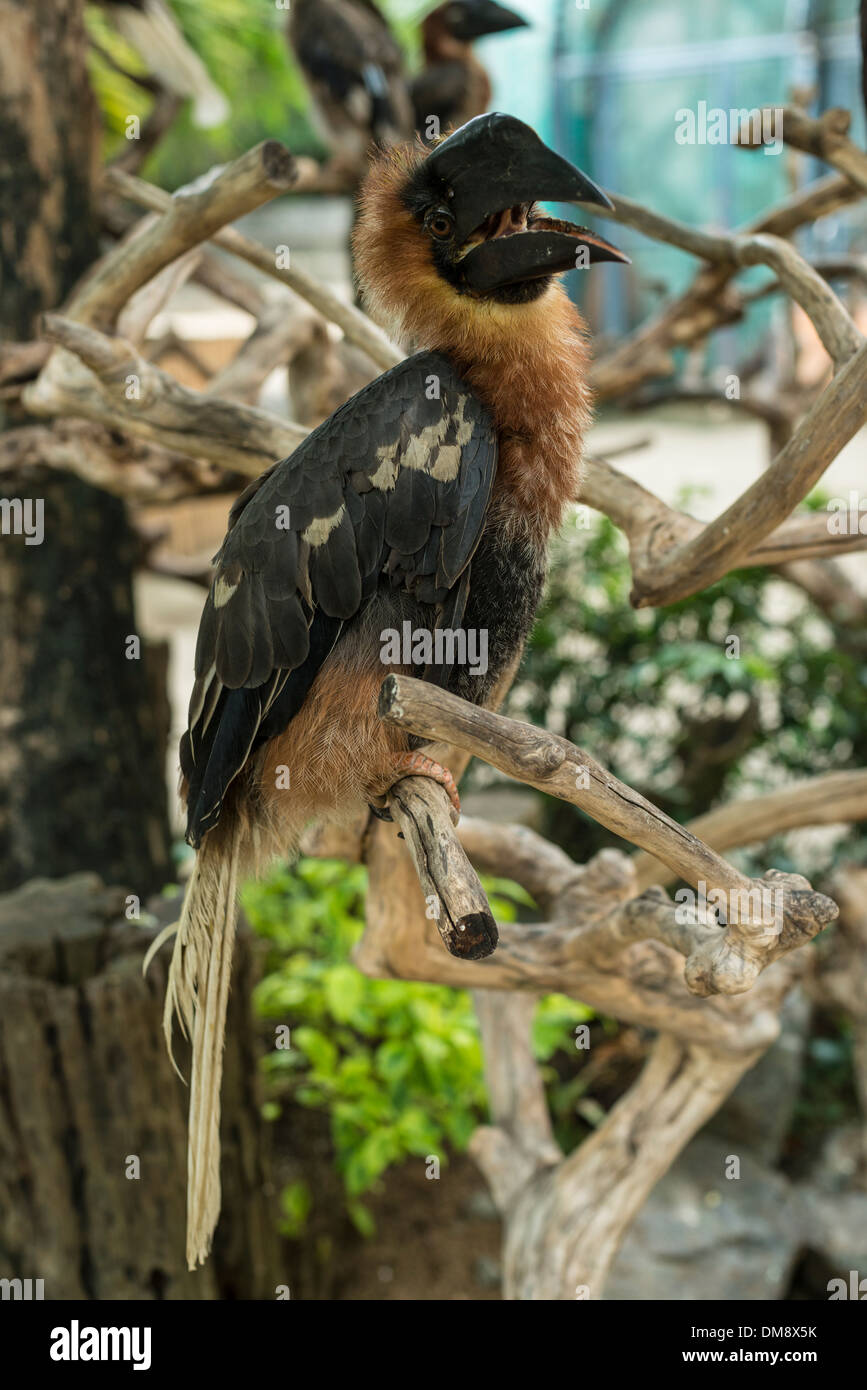 Juvenile Rufous Hornbill sitzt auf einem Ast in Manila Zoo Stockfoto