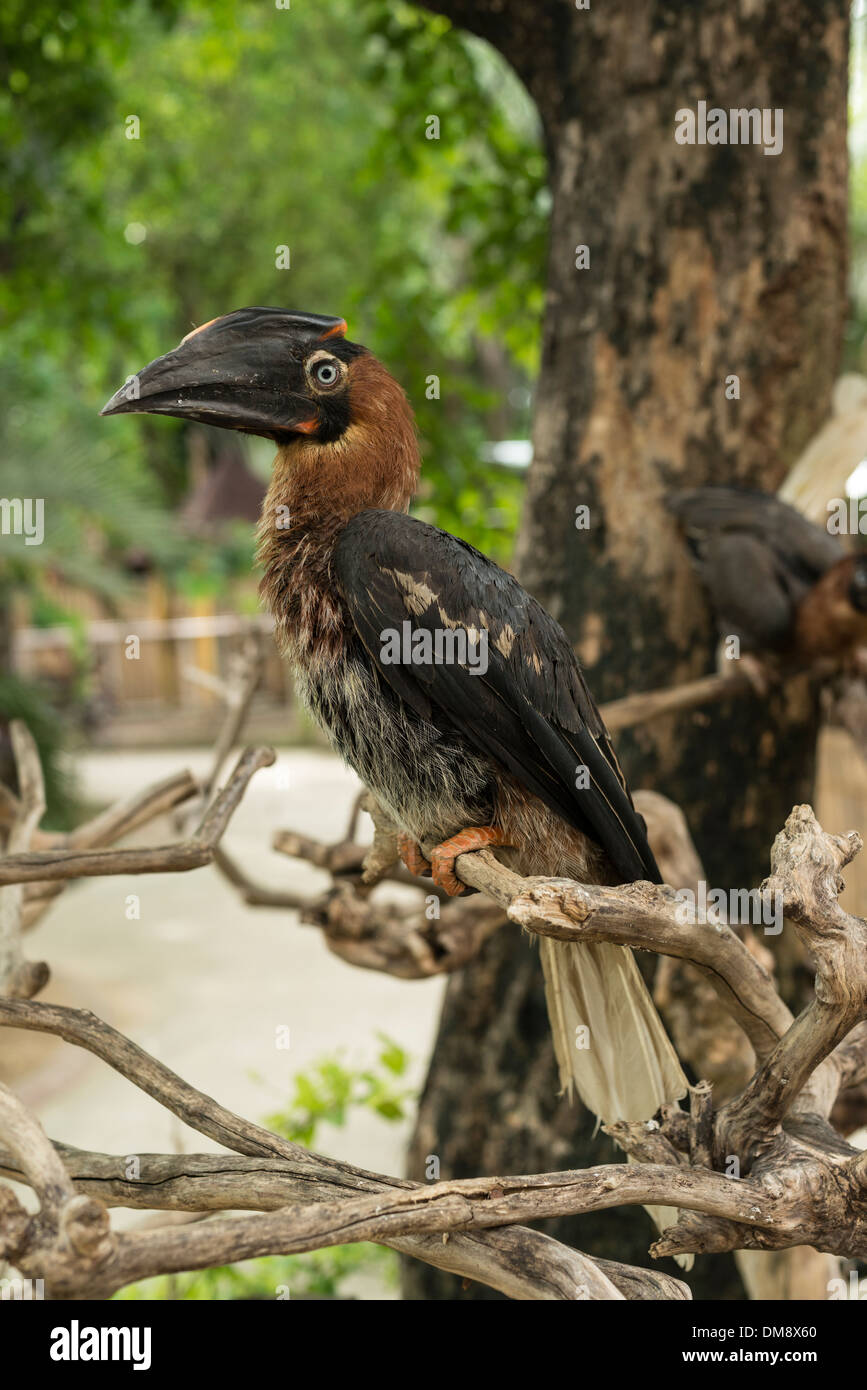 Juvenile Rufous Hornbill sitzt auf einem Ast in Manila Zoo Stockfoto