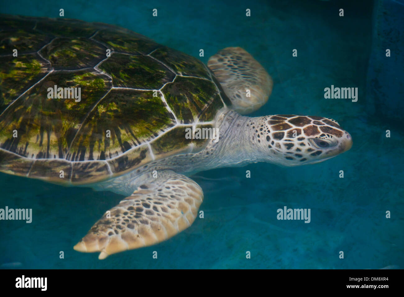 Eine echte KARETTSCHILDKRÖTE (Eretmochelys Imbricagta) im AQUARIUM RAYONG - RAYONG, THAILAND Stockfoto