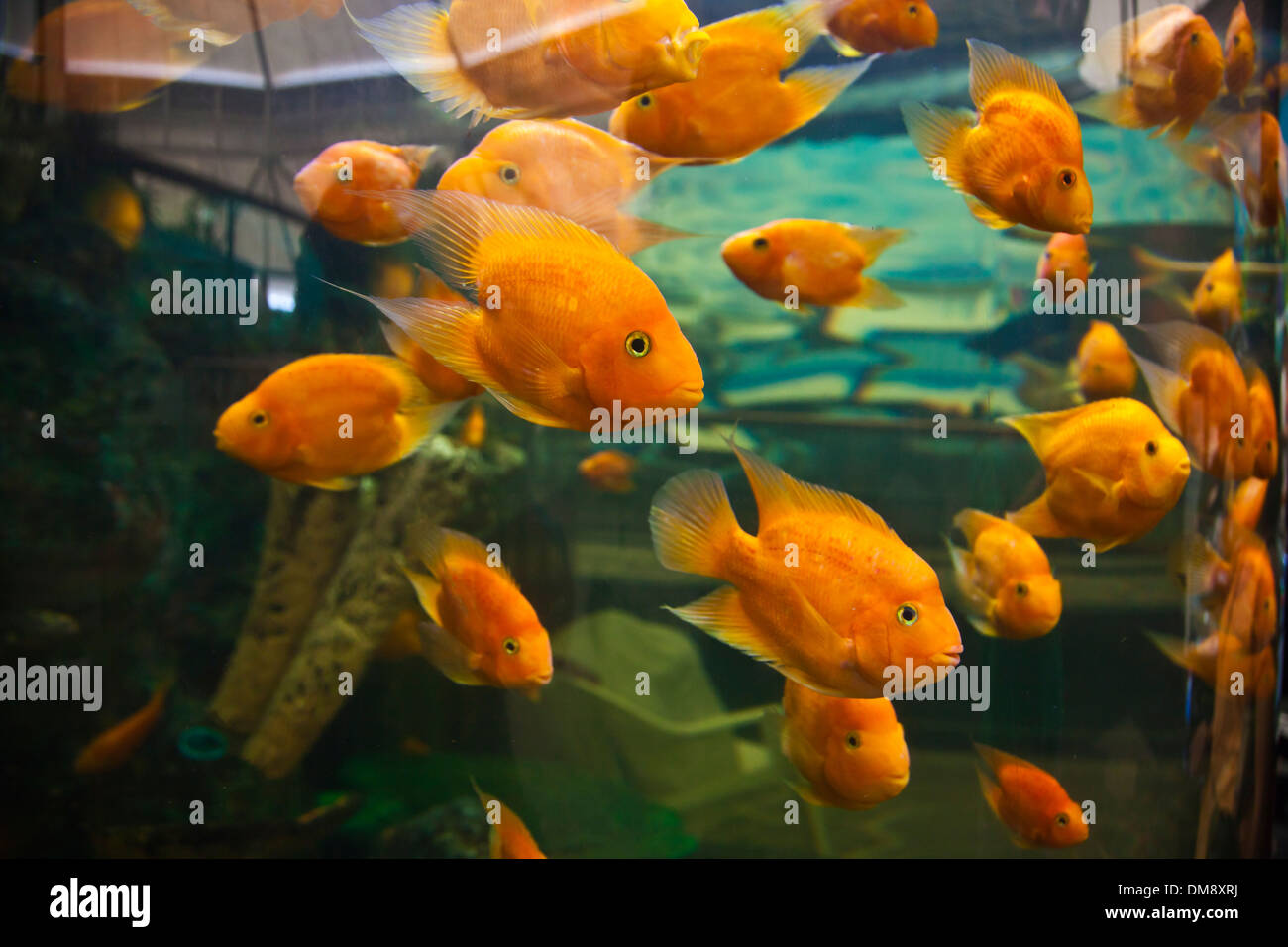 Orange tropische Fische im AQUARIUM RAYONG - RAYONG, THAILAND Stockfoto
