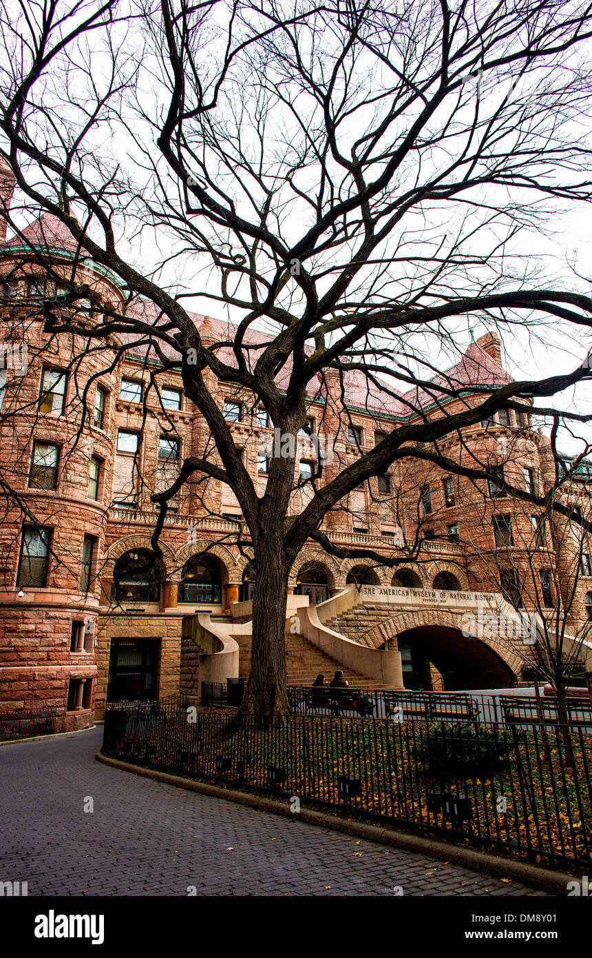 Das Museum of Natural History liegt hinter einem Baum in New York City am 10. Januar 2013. Stockfoto