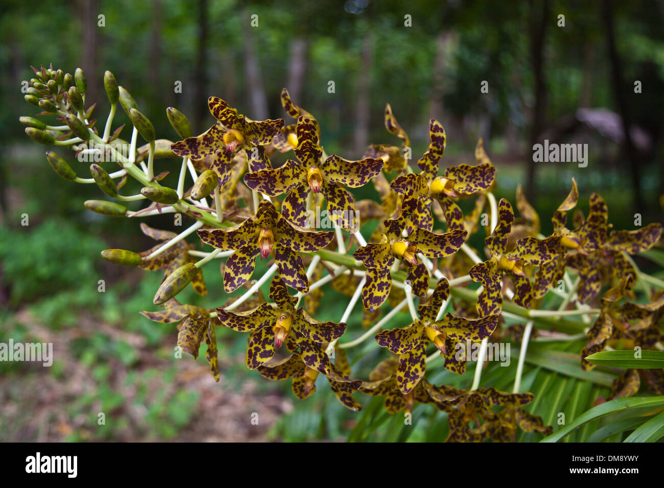 Die Welten größte Orchidee, die TIGER-Orchidee (geistigen Speciosum) gut in den Tropen wächst - Süd, THAILAND Stockfoto