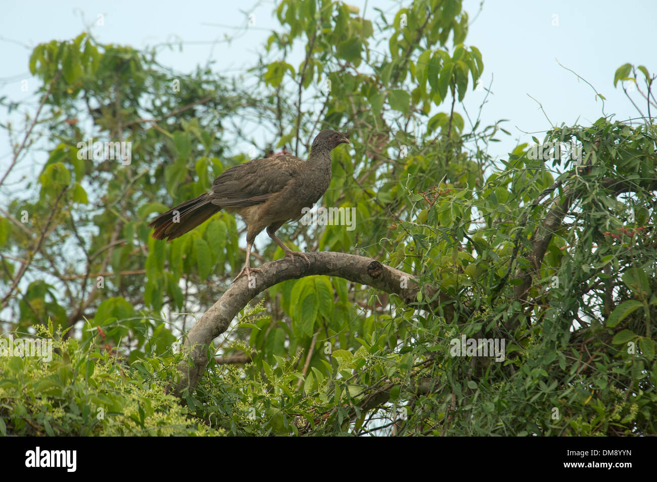 Chaco Chachalaca (Ortalis Canicollis), das Pantanal, Mato Grosso, Brasilien Stockfoto