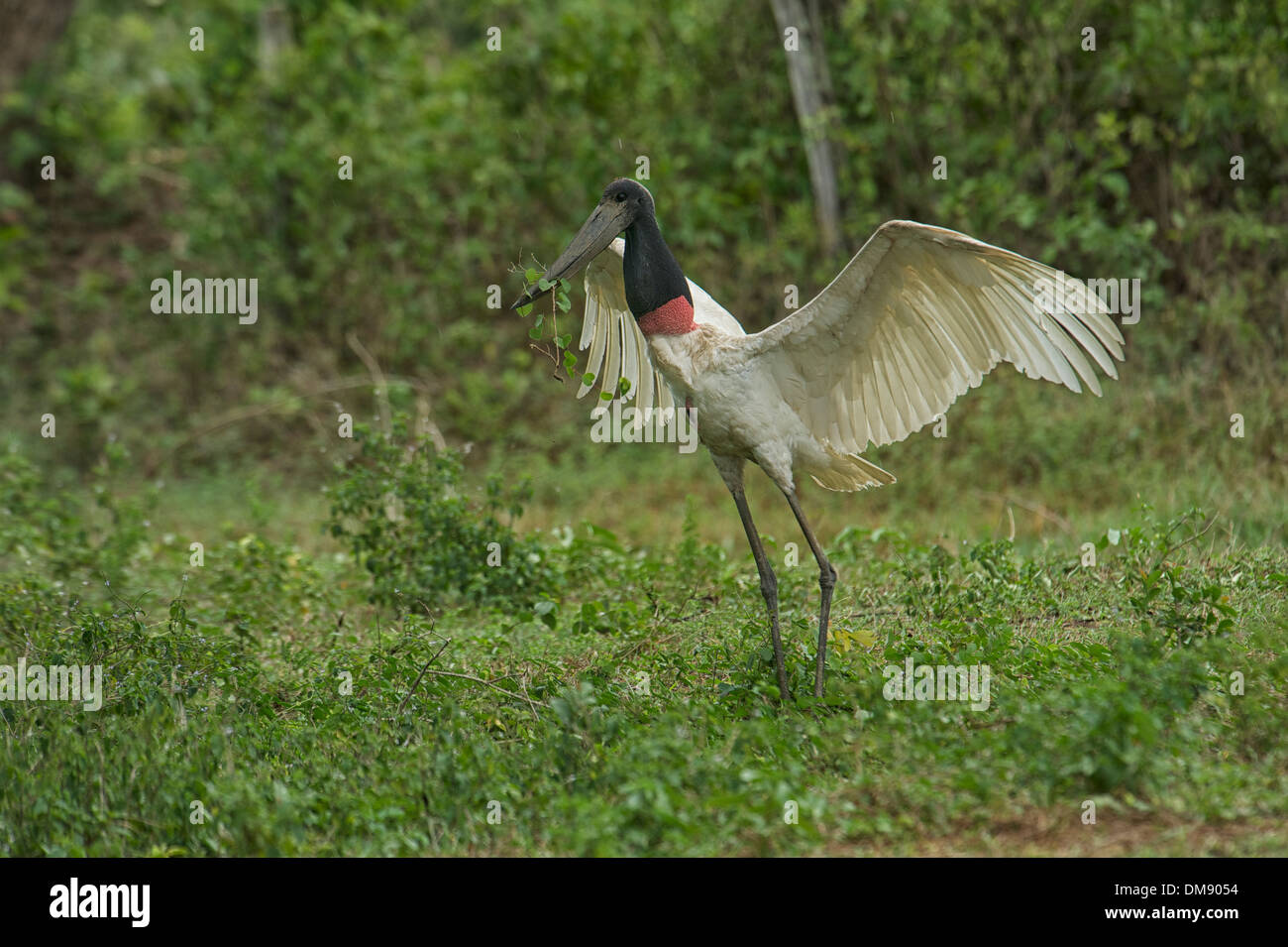 Jabiru-Storch (Jabiru Mycteria), das Pantanal, Mato Grosso, Brasilien Stockfoto