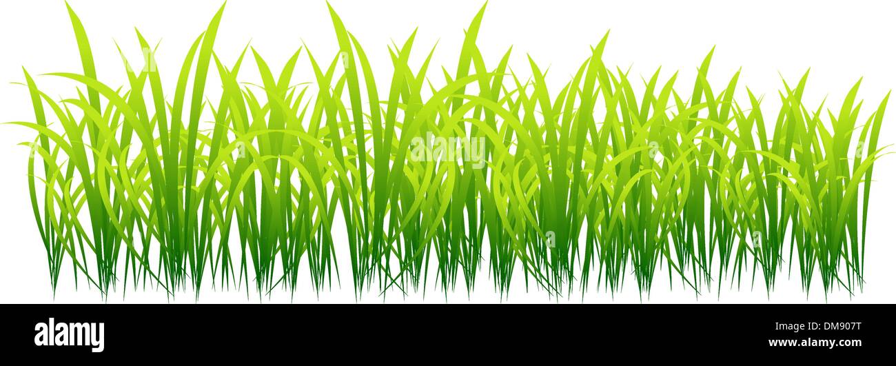 Frühlingsgrün, Rasen für Ihr design Stock Vektor