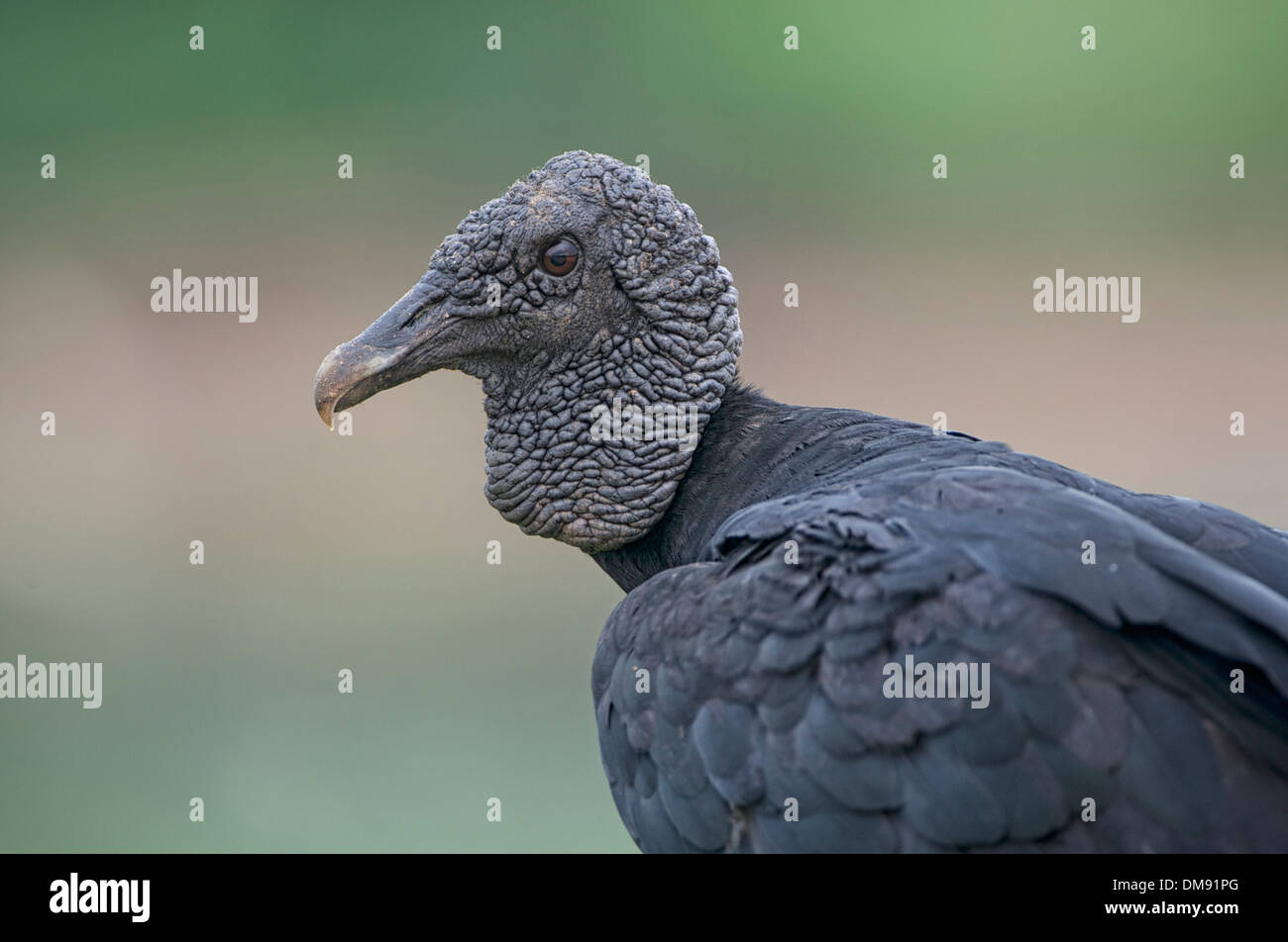 Schwarzer Geier (Coragyps Atratus), das Pantanal, Mato Grosso, Brasilien Stockfoto