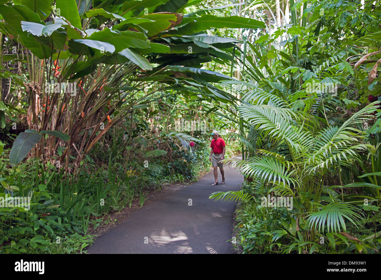 Hawaii Tropical Botanical Garden ist ein 37 Hektar großen Naturschutzgebiet und Heiligtum auf Onomea Bay, nördlich von Hilo. Stockfoto