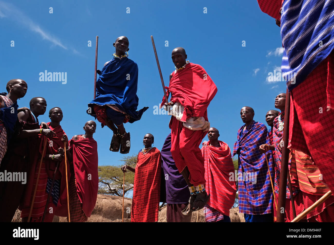 Eine Gruppe von Massai Männer, die sich an der traditionellen Adumu Tanz allgemein bekannt als das Springen Tanz in einem kommenden alt Zeremonie für junge Krieger in der Masai Stamm in der Ngorongoro Conservation Area im Krater im Hochland von Tansania Ostafrika durchgeführt Stockfoto