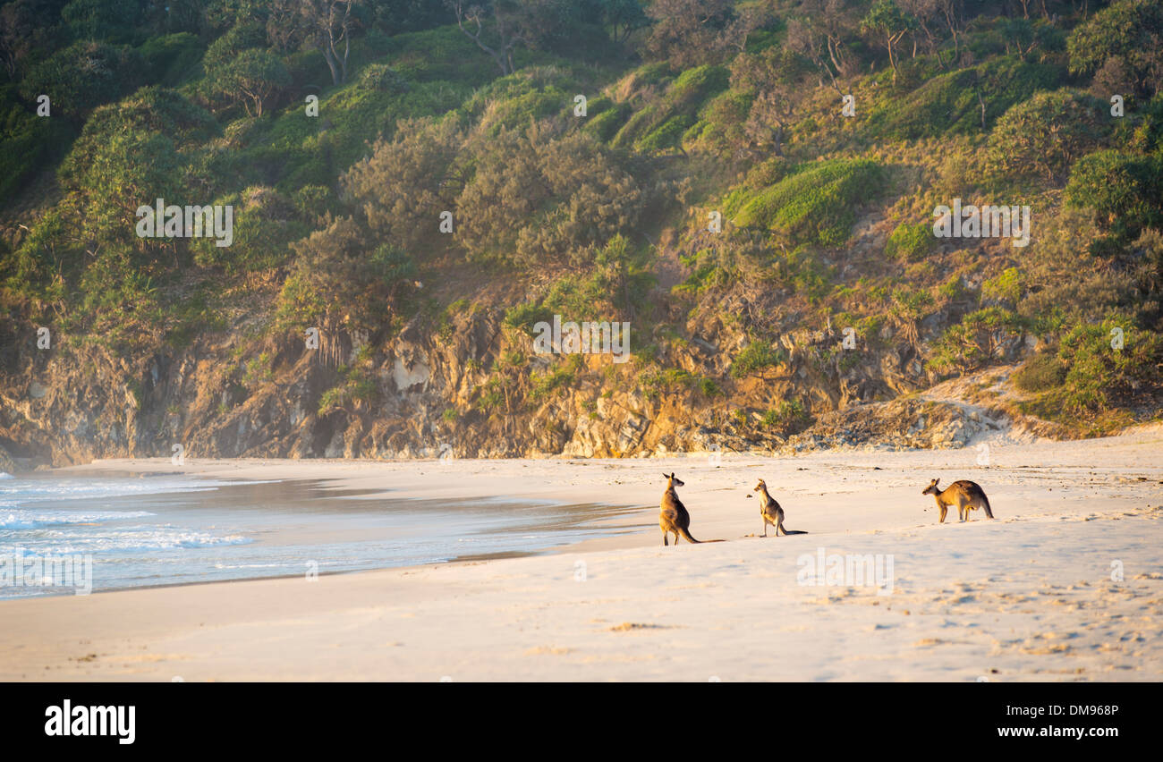 Australische gebürtige Känguru Familie versammeln sich am Strand in der Morgendämmerung auf Stradbroke Island Stockfoto