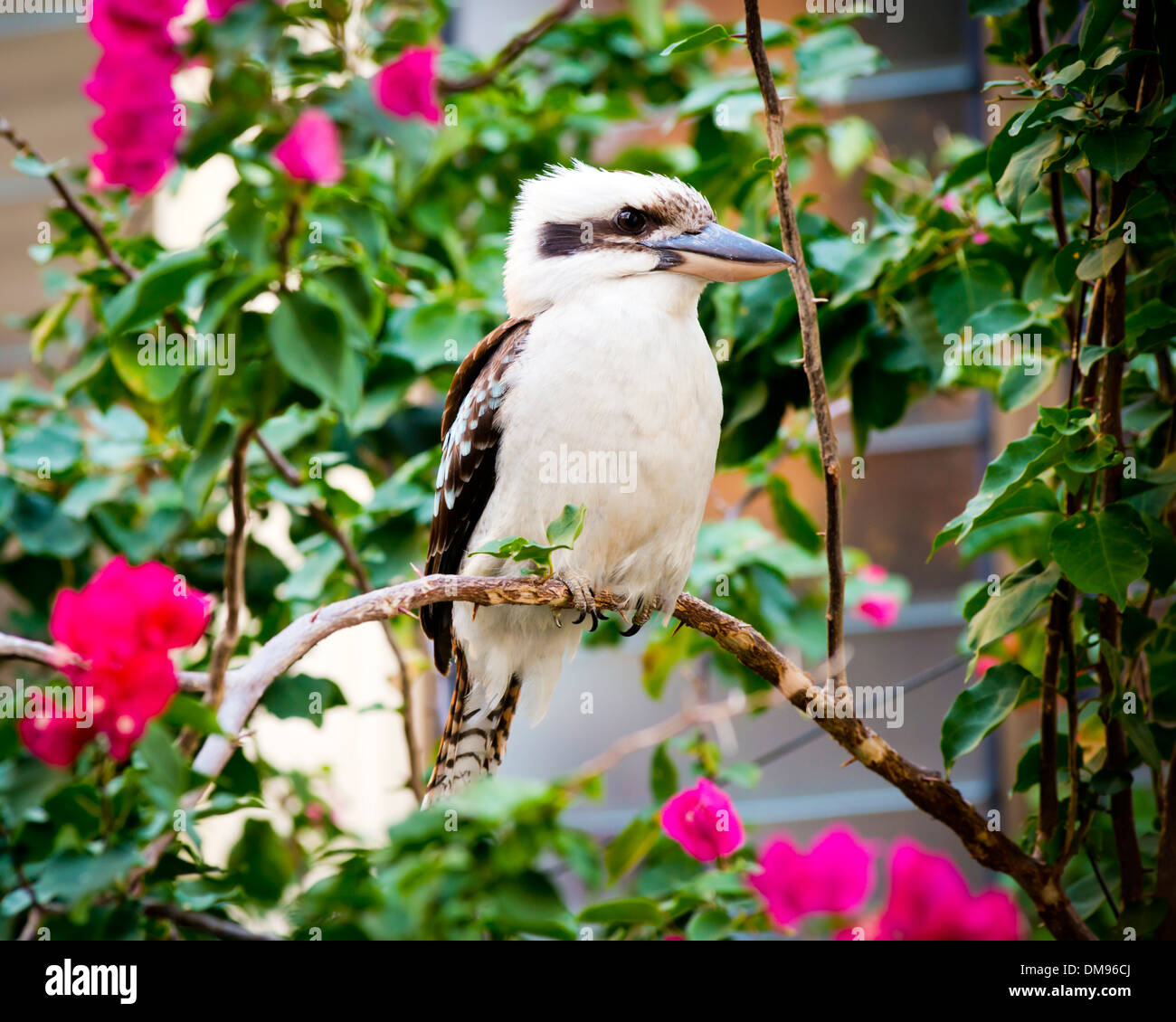 Australische gebürtige Kookaburra thront auf einem Ast Stockfoto