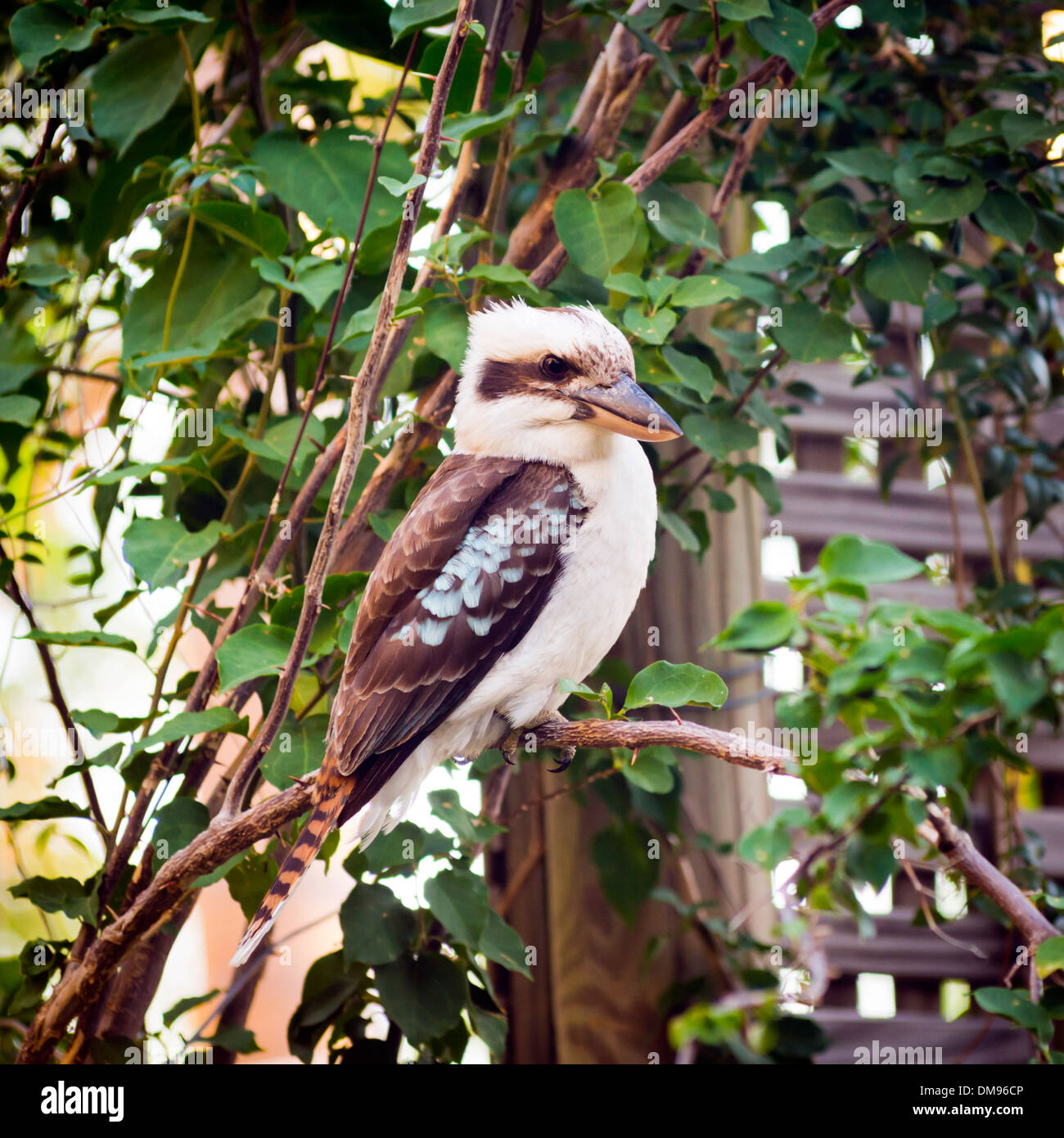 Australische gebürtige Kookaburra thront auf einem Ast Stockfoto