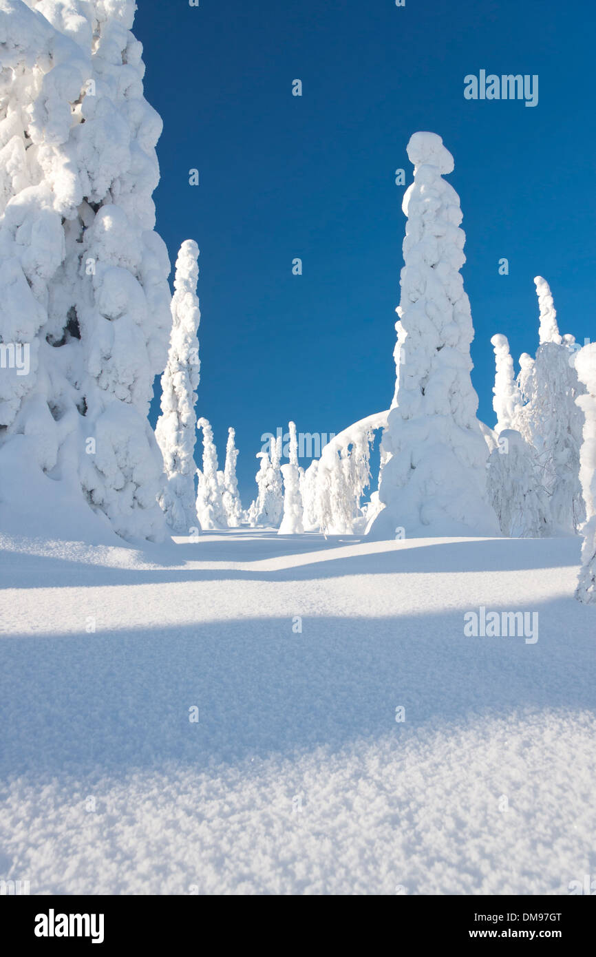 Verschneiter Wald mit schlanken, hohen Bäumen und blauen Himmel in Lappland, Finnland Stockfoto