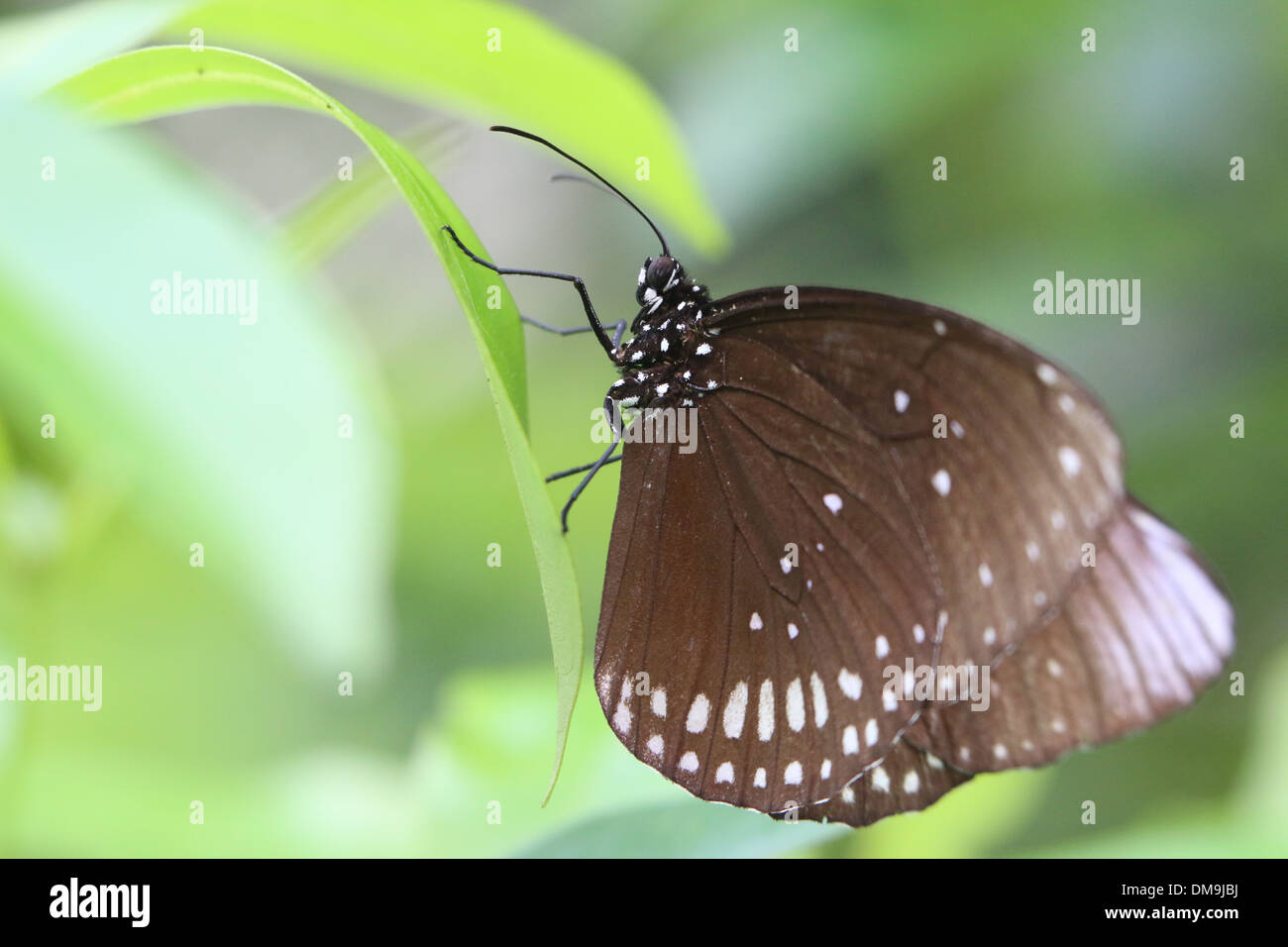 Gemeinsamen Krähe Schmetterling a.k.a. gemeinsame indische oder Australian Crow (Euploea Core) mit geöffneten Flügel Stockfoto