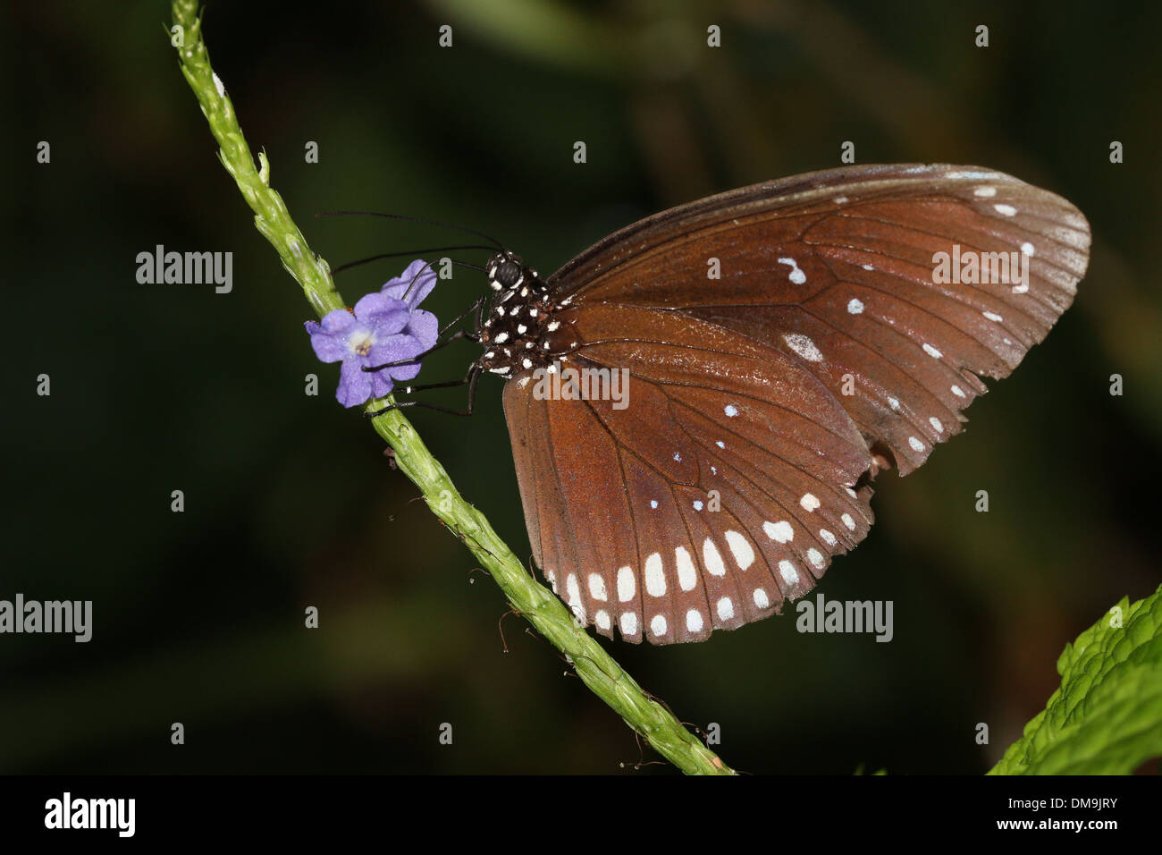 Gemeinsamen Krähe Schmetterling a.k.a. gemeinsame indische oder Australian Crow (Euploea Core) Fütterung auf eine blaue Blume Stockfoto