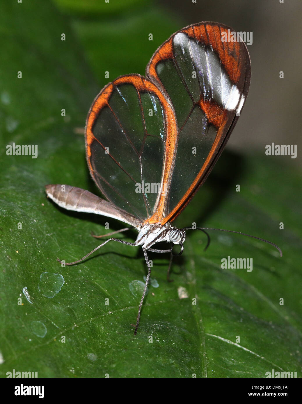 Glasswinged Schmetterling oder Clearwing (Greta Oto) Stockfoto