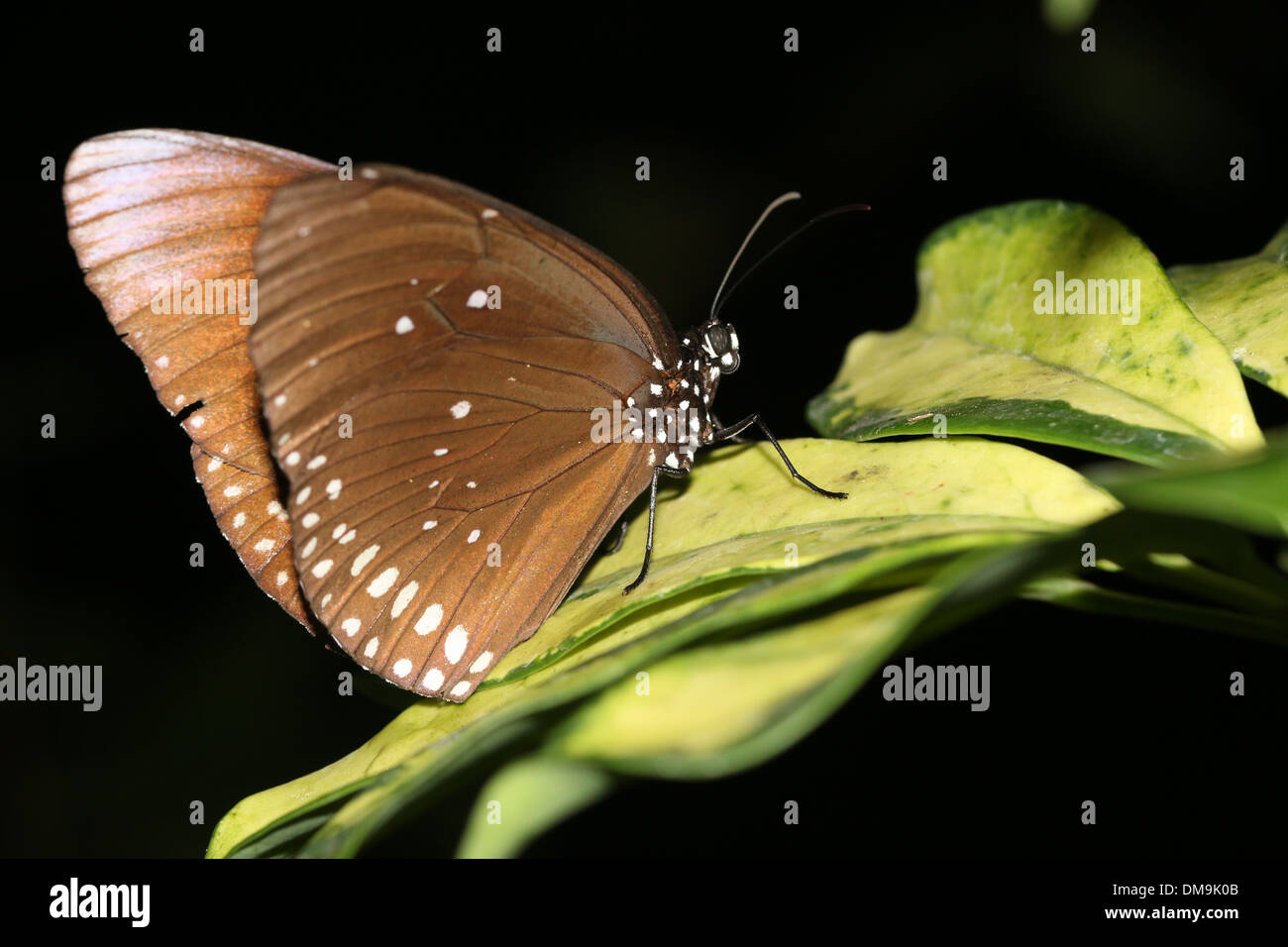 Gemeinsamen Krähe Schmetterling mit geschlossenen Flügeln a.k.a. gemeinsame indische oder Australian Crow (Euploea Core) Stockfoto