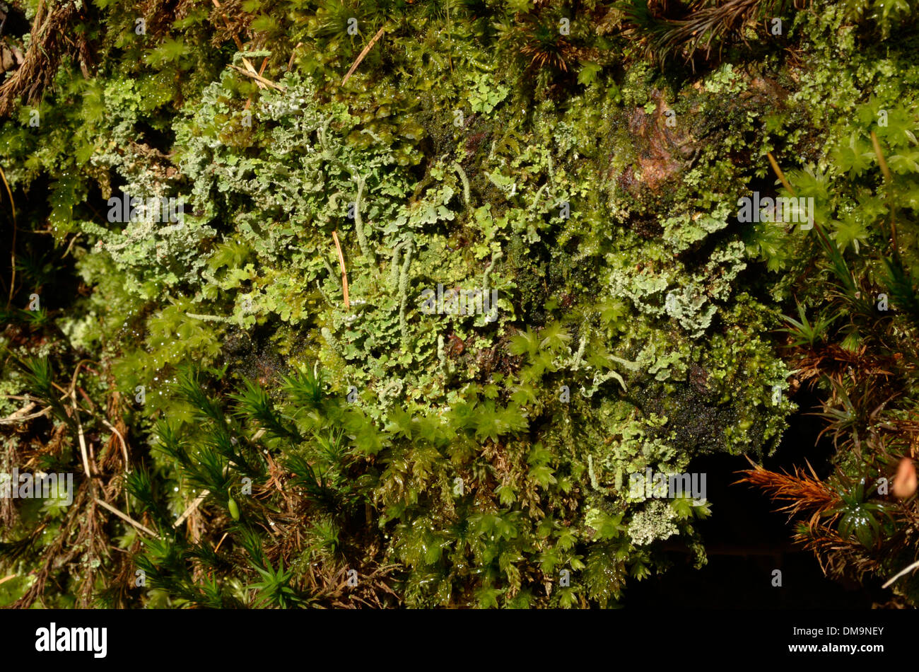 Cladonia squamosa Stockfoto