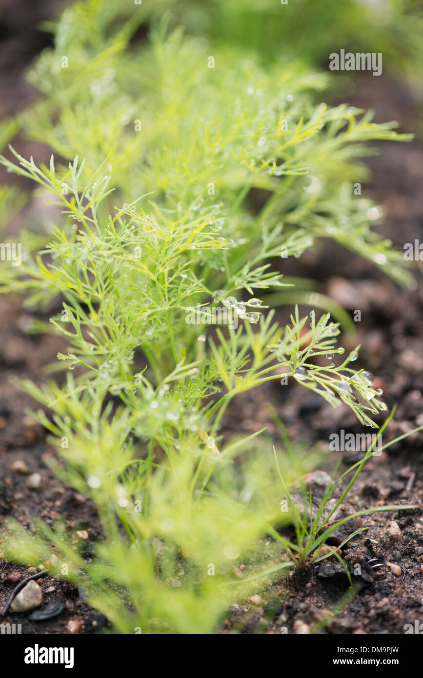 Nahaufnahme von frischem Bio Dill wachsen Gemüse Garten Stockfoto