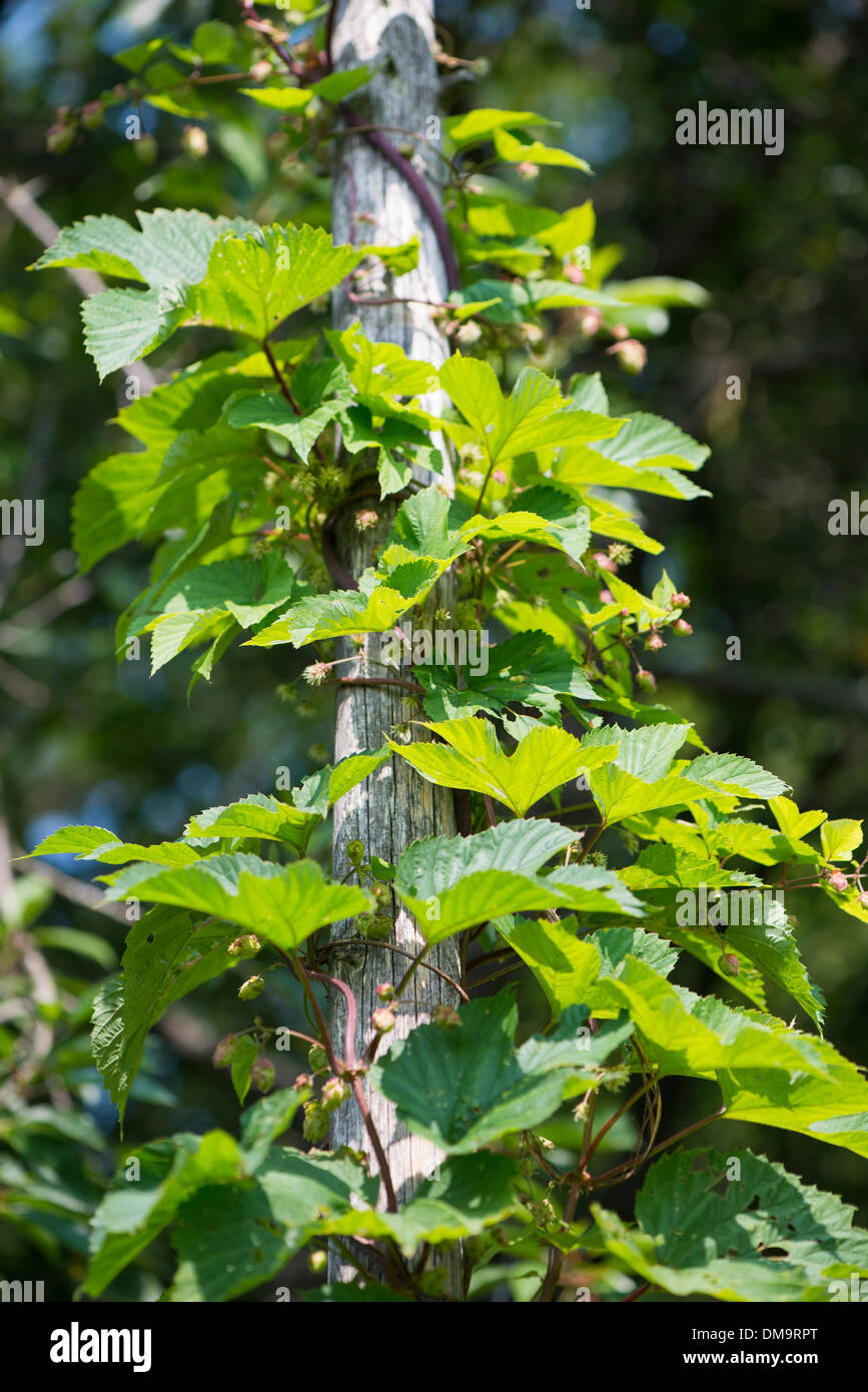 Nahaufnahme der Hopfenpflanze wächst im Garten Stockfoto