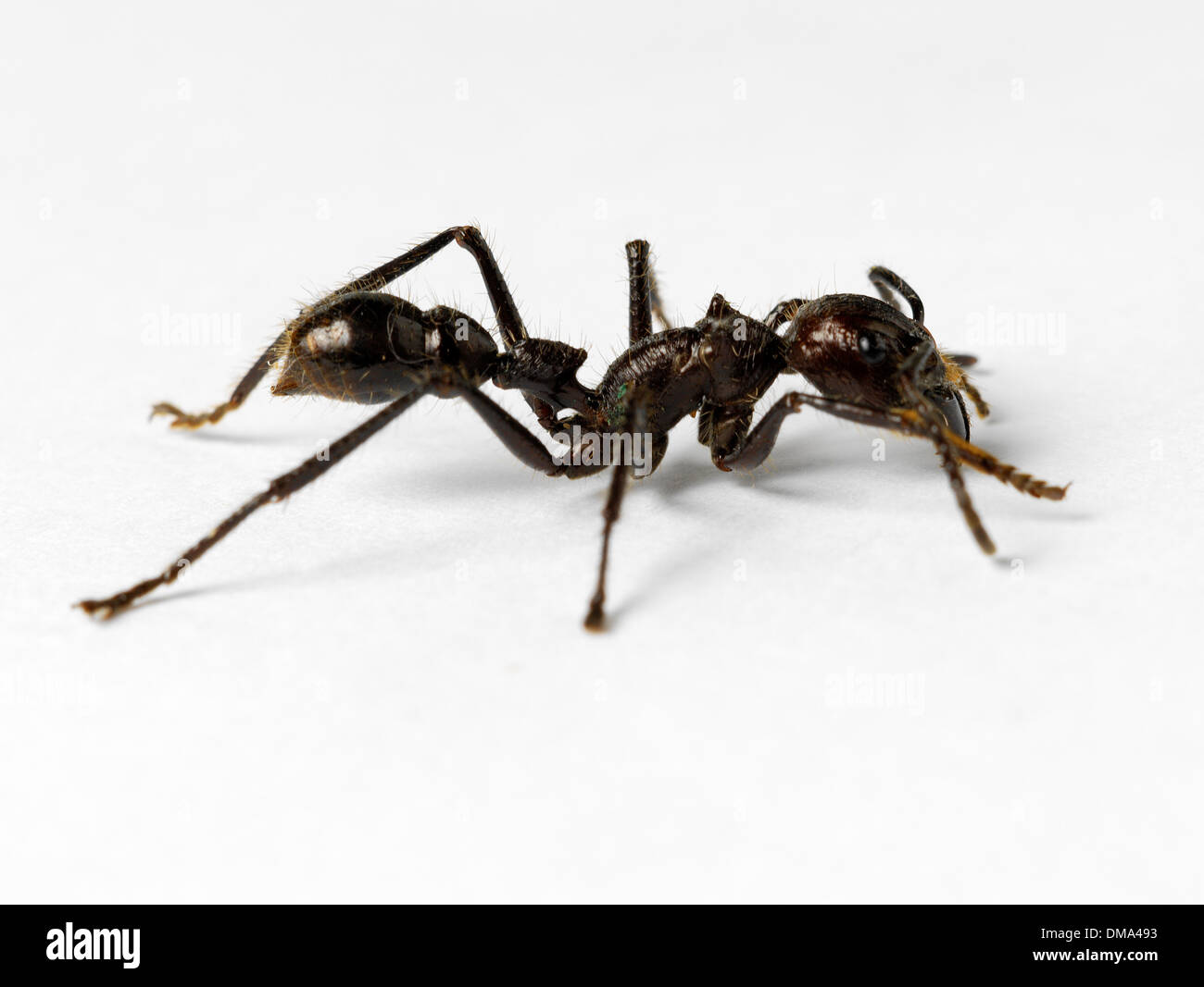 Ameisen groß -Fotos und -Bildmaterial in hoher Auflösung – Alamy
