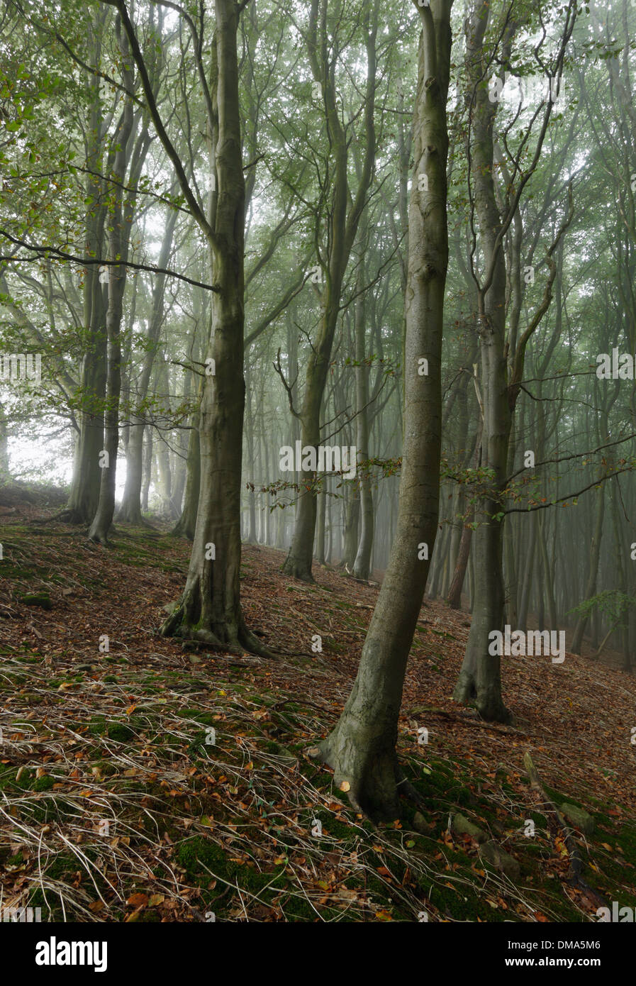 Buche-Wald im frühen Herbst Nebel. Stockfoto