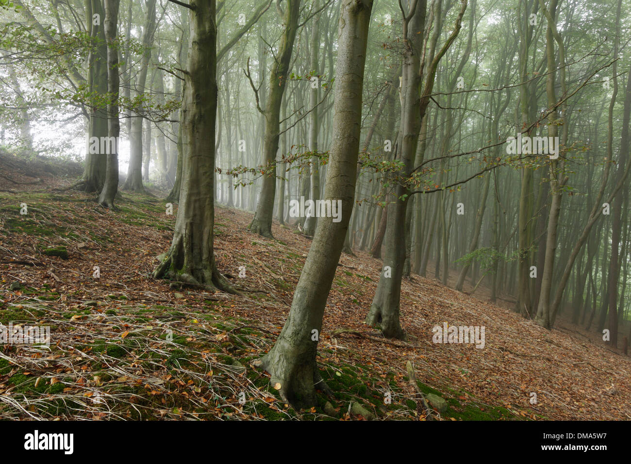 Buche-Wald im frühen Herbst Nebel. Stockfoto