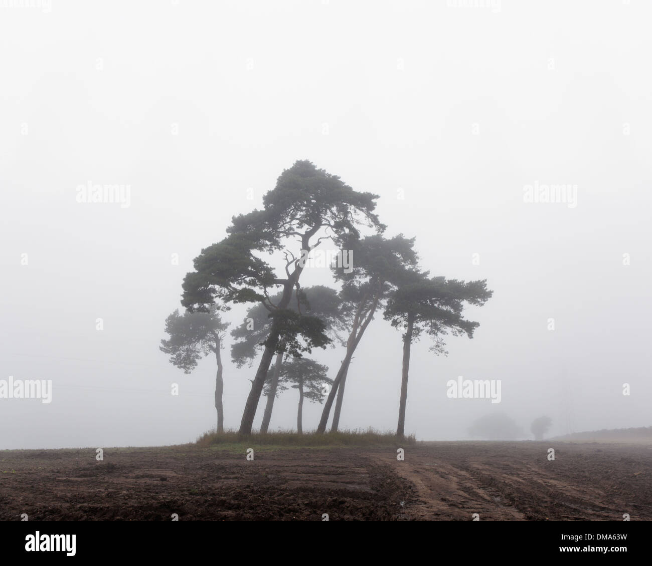 Büschel von Scots Kiefern (Pinus Sylvestris) im Morgennebel. Stockfoto