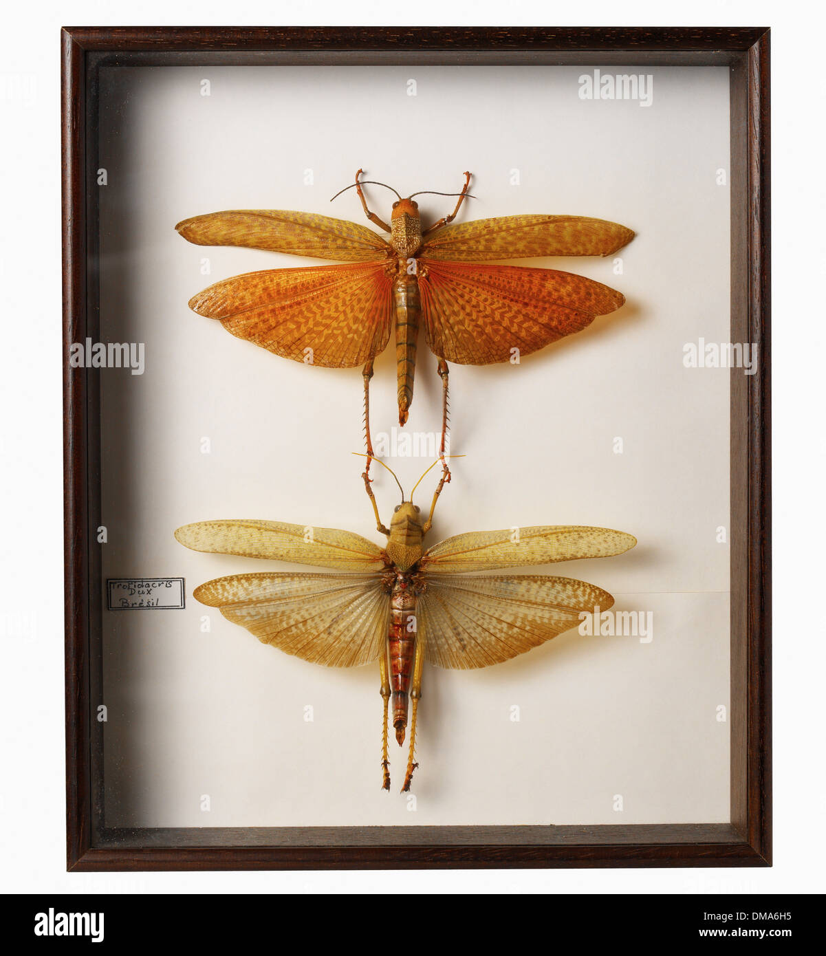 Rahmen mit zwei Motten Stockfoto