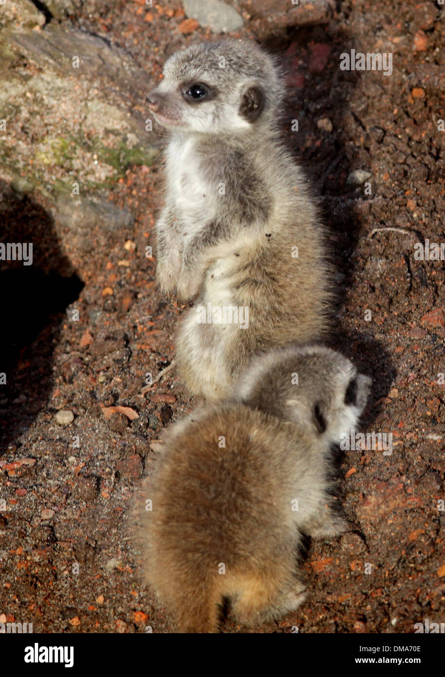 Erdmännchen jungen die Mutter Annie geboren worden. 12. November 2013. Die Welpen angenommen, eine männliche und weibliche sind rund zwei Wochen alt. Stockfoto