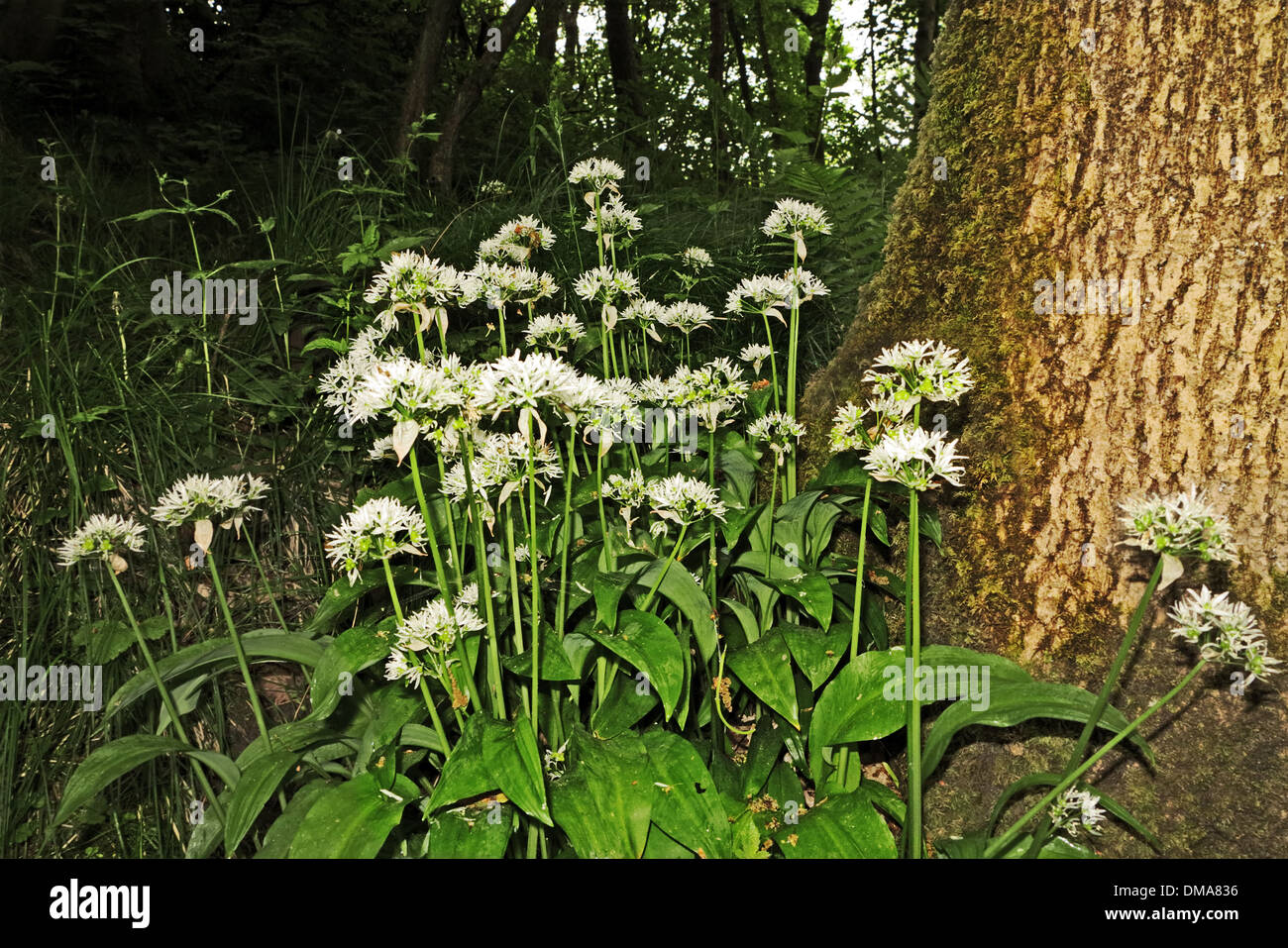 Bärlauch wächst auf Basis eines Baumes. Stockfoto