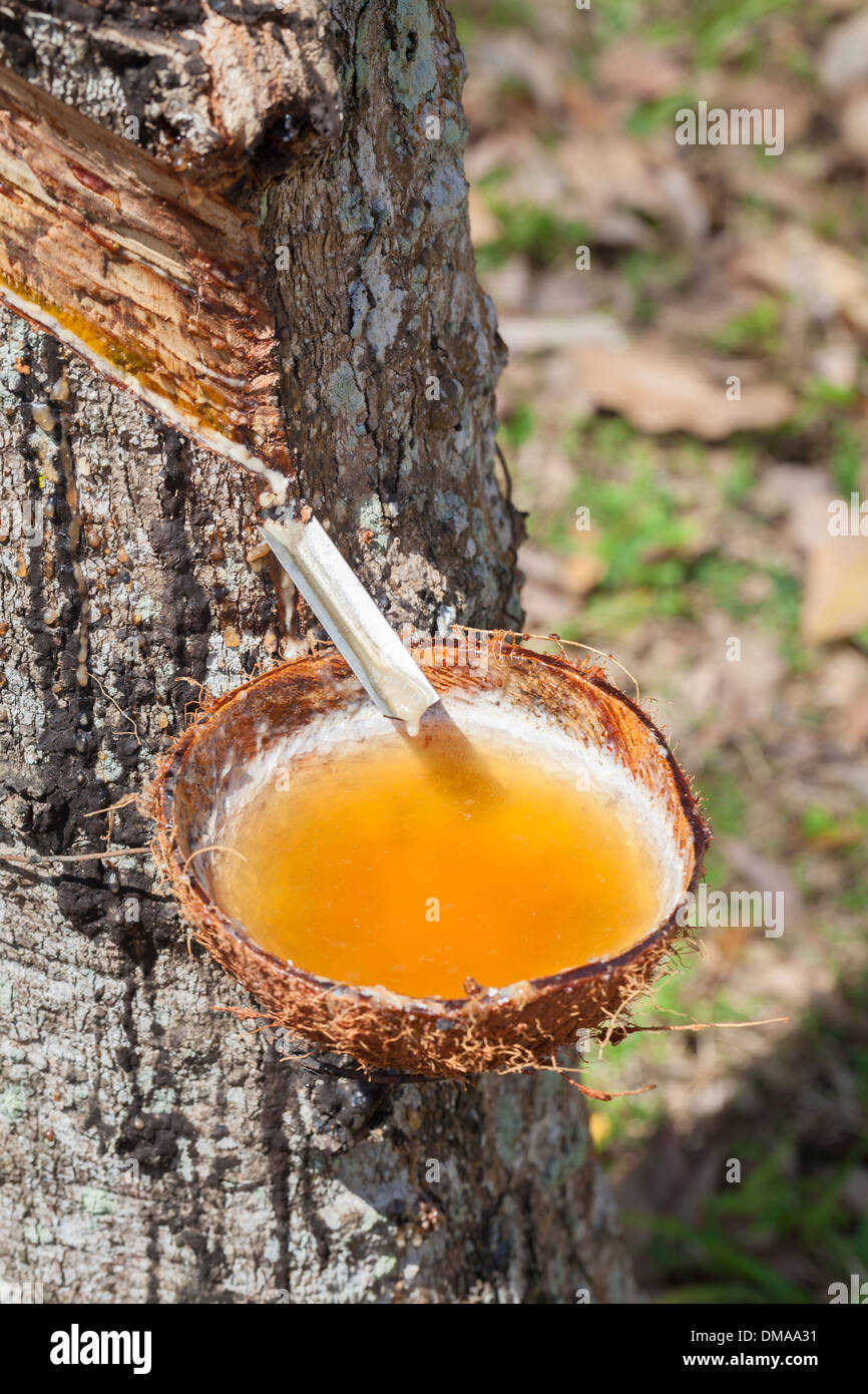 Latex Sap tropft aus einem Baum in einer Kautschukplantage, Thailand Stockfoto