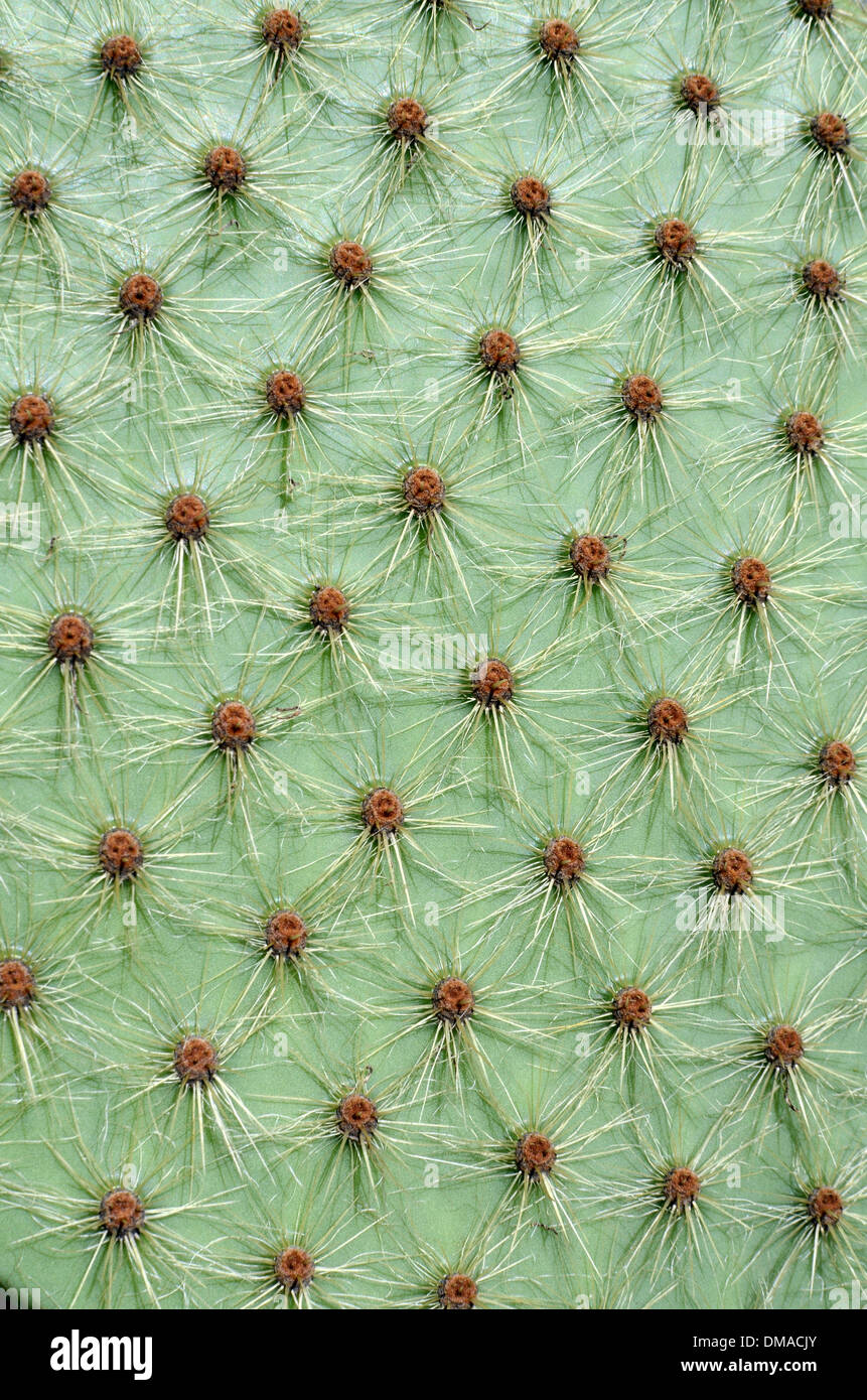 Muster der Feigenkaktus, Opuntia Arten, Kaktus Stacheln oder Dornen Stockfoto