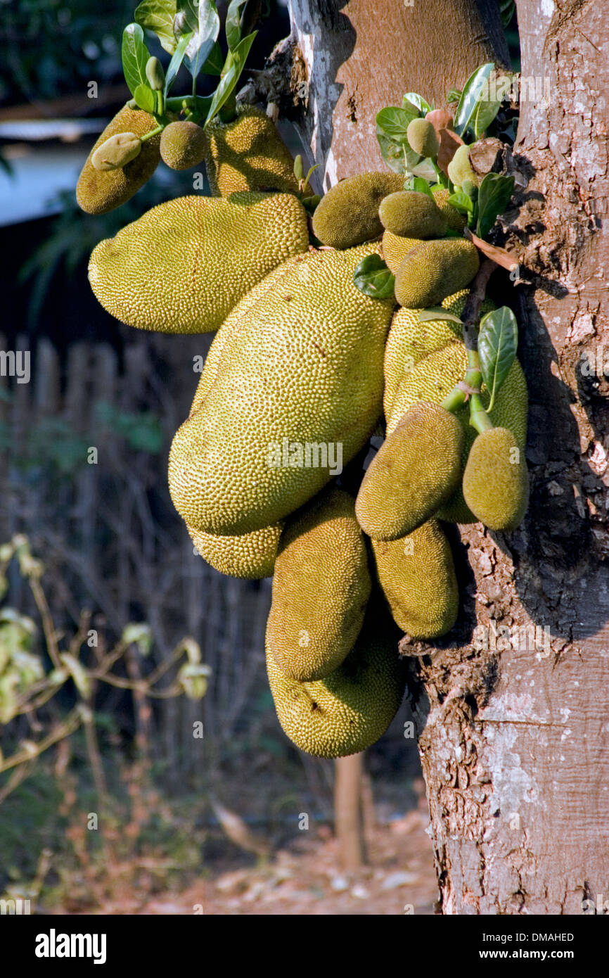 Ein bunte Jackfruit Baum trägt Jackfrucht wächst im Norden Thailands Sappong (Pang Ma Pha). Stockfoto