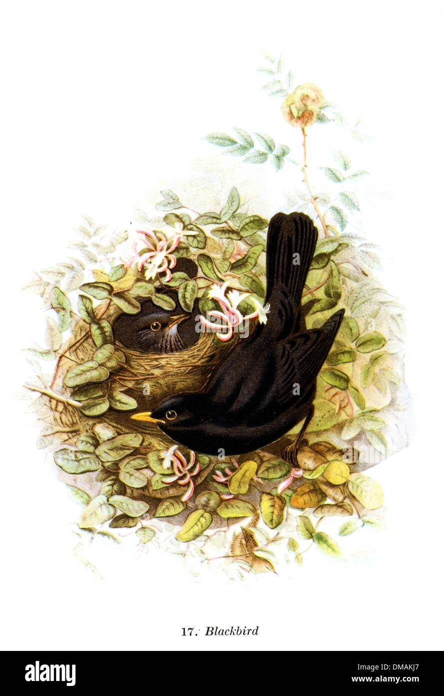 Vintage Illustration Blackbird nisten Archivierung Zeitdokument Stockfoto