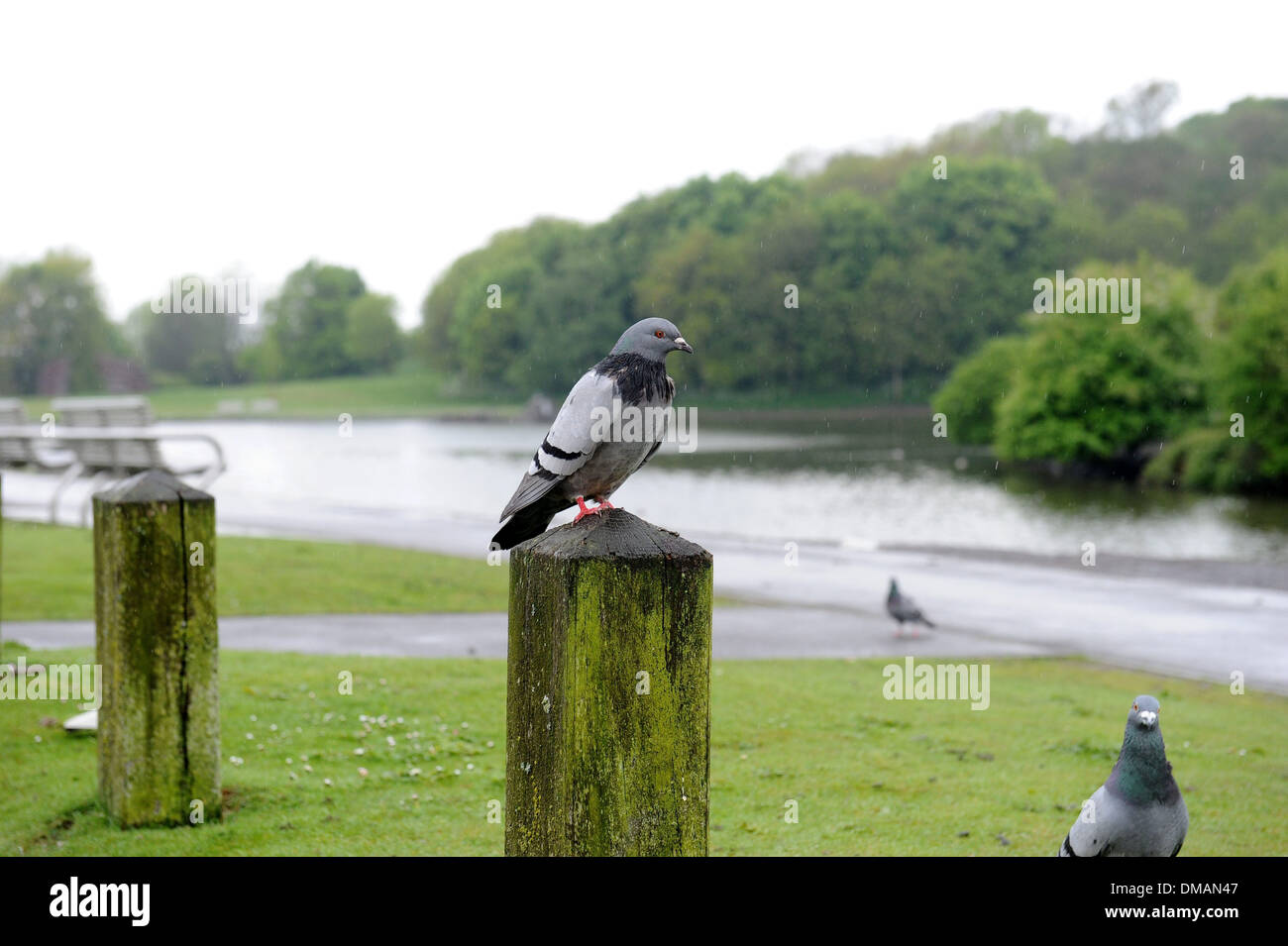 Eine Taube im Waldpark Stoke-on-Trent, Mitarbeiter. Stockfoto