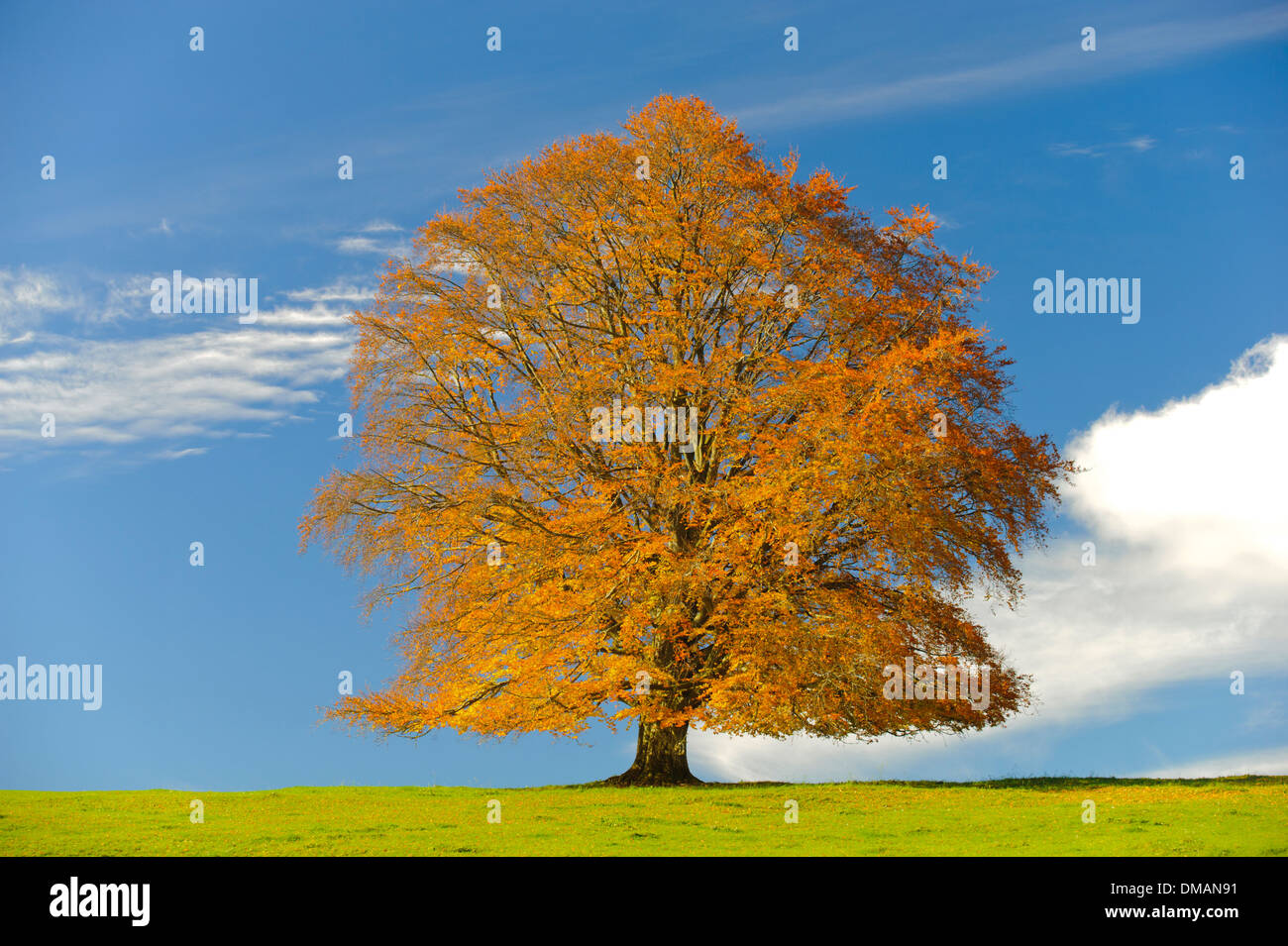 einzigen Buche im Herbst Stockfoto