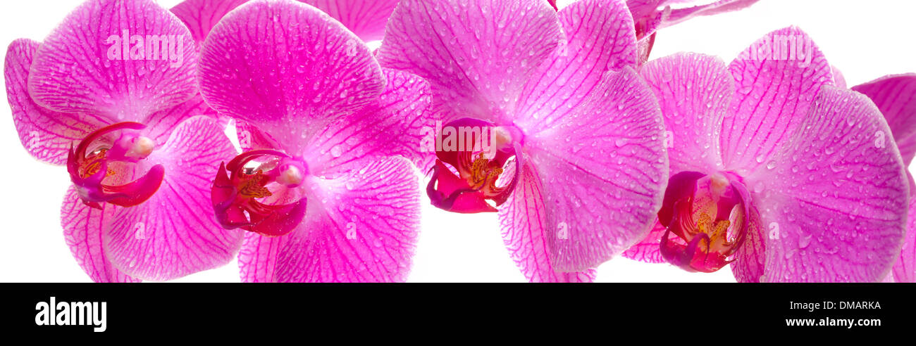 breites Panorama der Orchidee Blütenblatt Blüte isoliert auf weißem Hintergrund Stockfoto