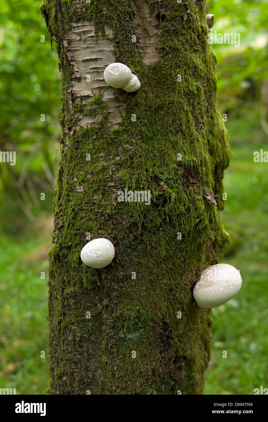 Nahaufnahme des Pilzes Piptoporus betulinus, der auf Silberbirke wächst England Großbritannien GB Großbritannien Stockfoto