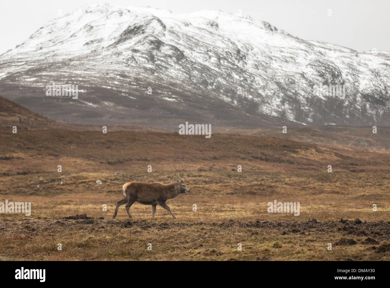 Einzelne Hirsch auf Moorland mit den Bergen im Winter. Stockfoto