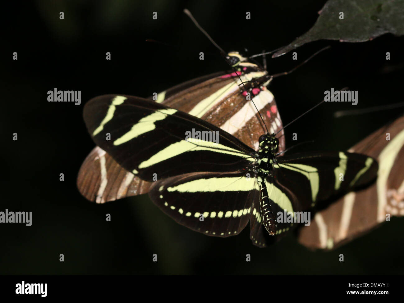 Zebra Longwings oder Zebra Heliconian Schmetterling (Heliconius Charithonia) im Flug Stockfoto