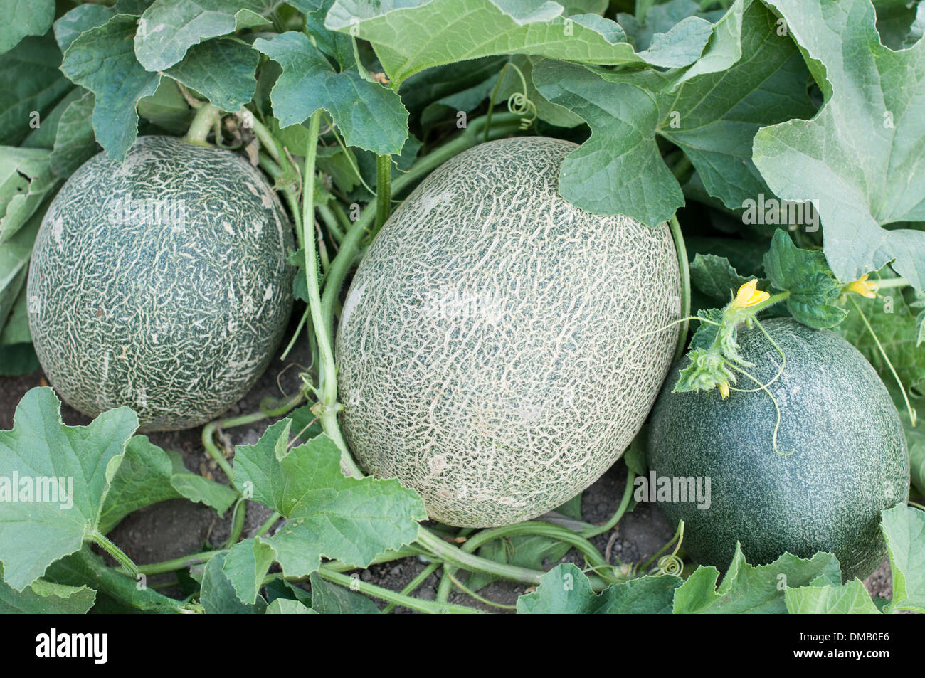 Melone Pflanze In Einem Gemuse Garten Stock Bild Stockfoto Bild