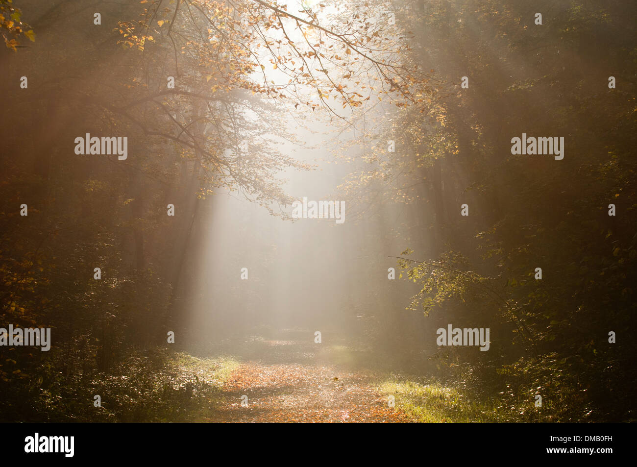 Sonnenstrahlen in einem herbstlichen Wald Stockfoto