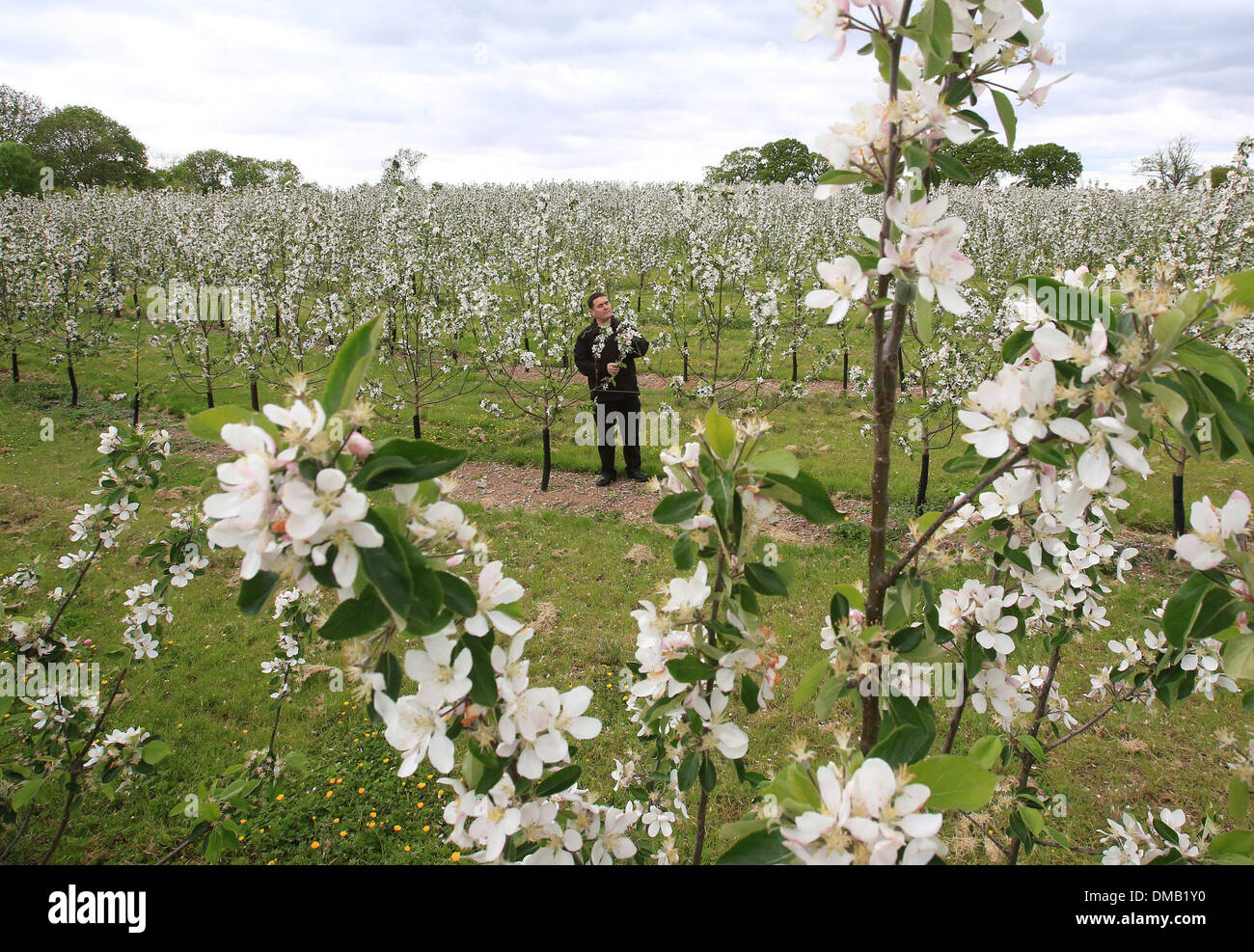 Apple Blossom für Apfelwein machen. Stockfoto