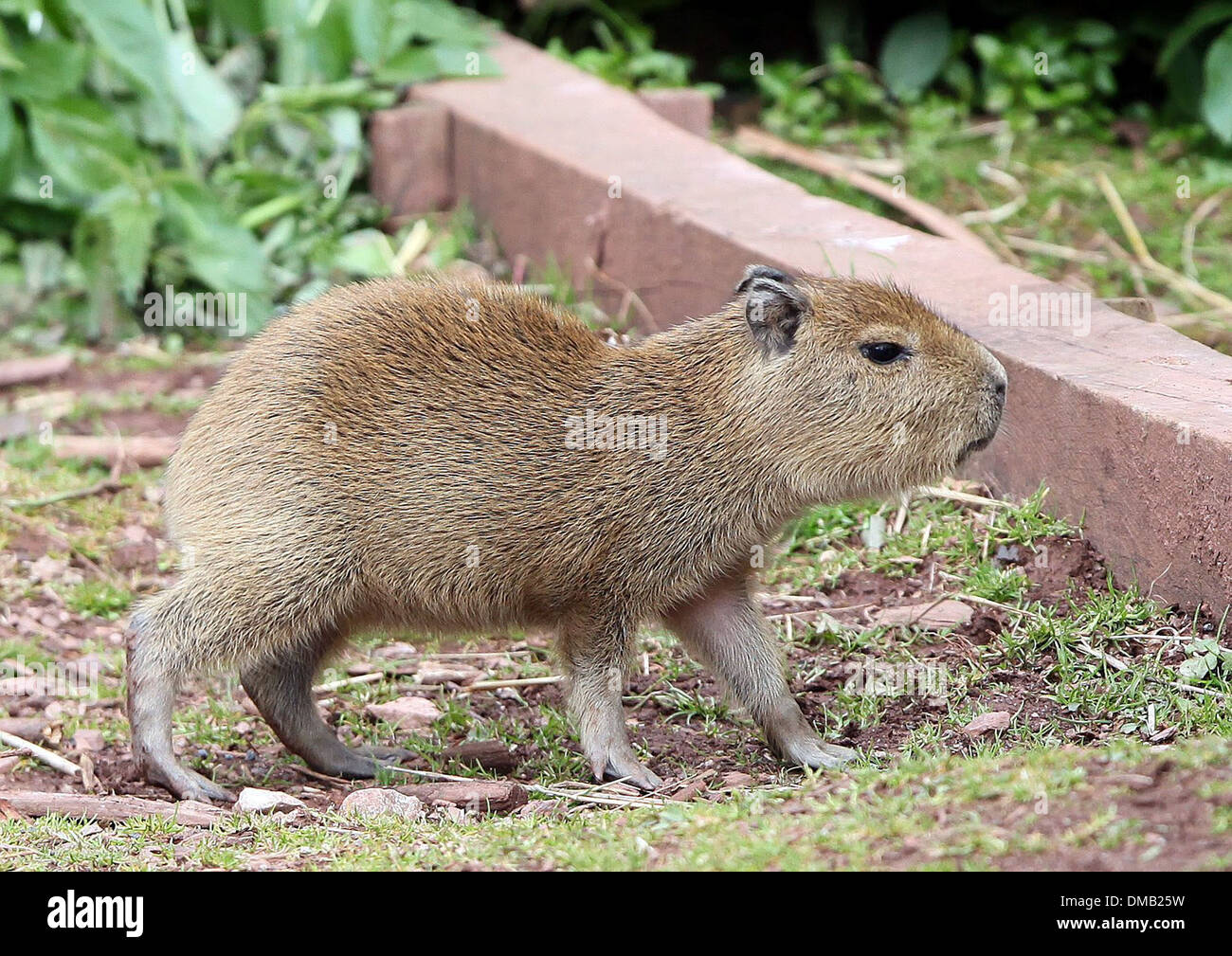 Ein Baby Capybara in Paignton Zoo in Devon. Stockfoto