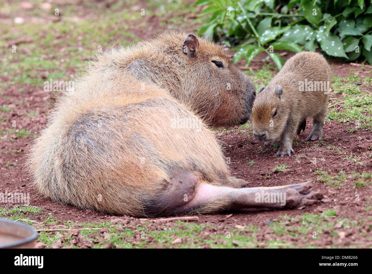 Ein Baby Capybara und seine Mutter in Paignton Zoo in Devon. Stockfoto