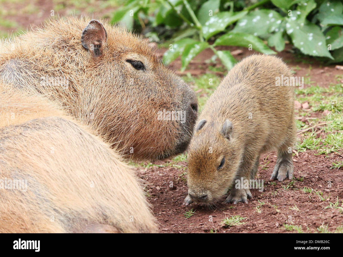 Ein Baby Capybara und seine Mutter in Paignton Zoo in Devon. Stockfoto