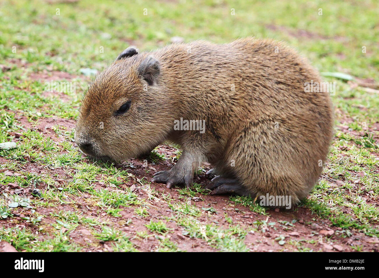 Ein Baby Capybara in Paignton Zoo in Devon. Stockfoto