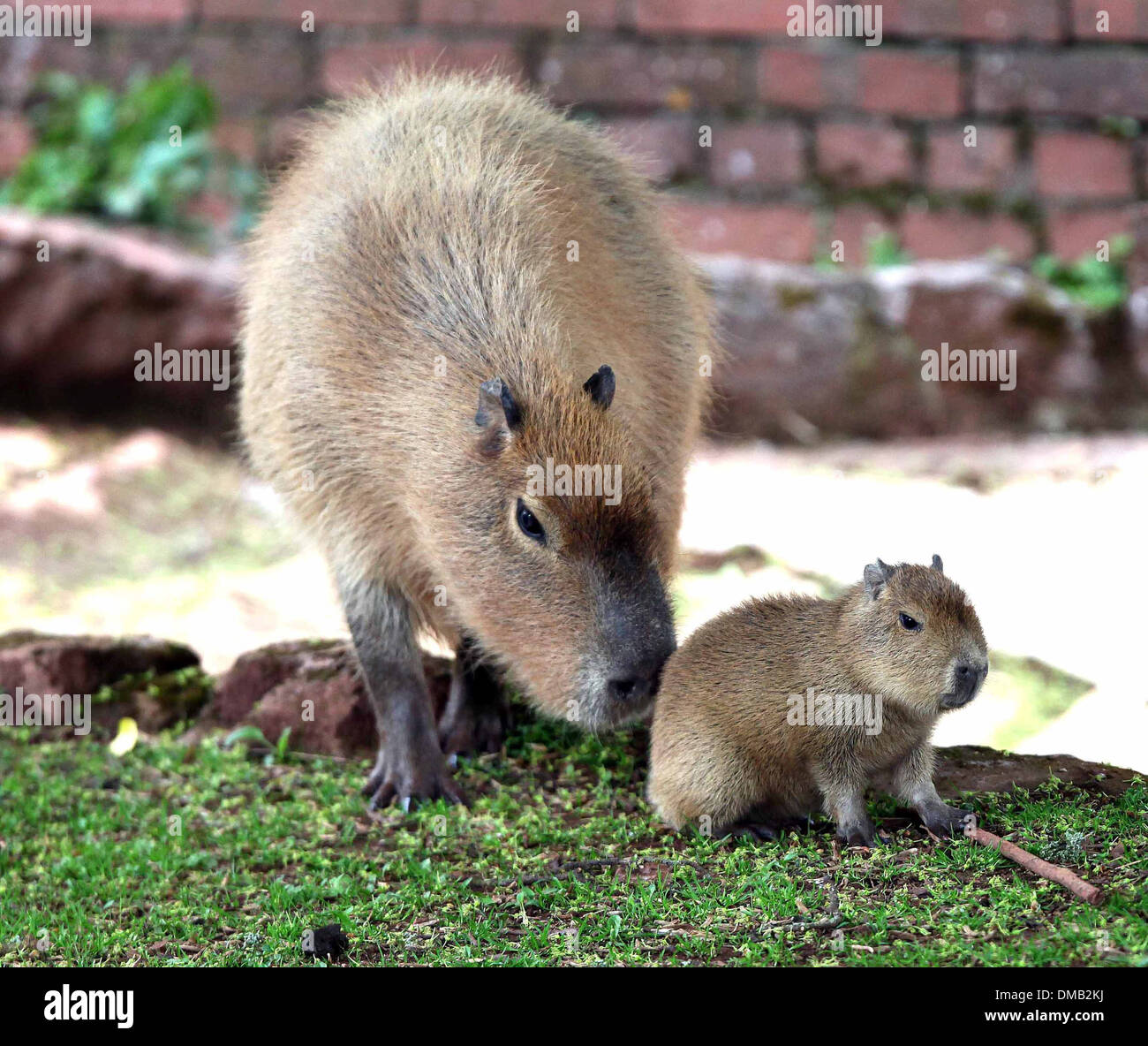 Ein Baby Capybara und seine Mutter in Paignton Zoo in Devon. Stockfoto