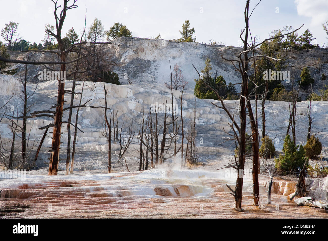 Oberen Terrassen mit toten Bäumen von heißen Quellen Mammoth Springs Yellowstone Nationalpark Wyoming getötet. USA LA007029 Stockfoto