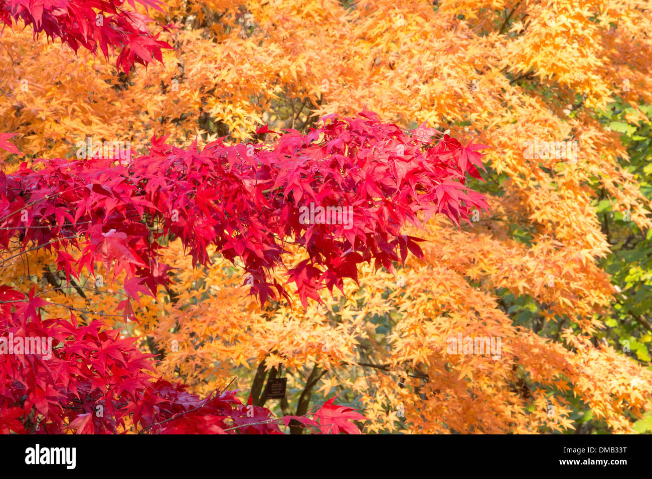 Westonbirt Arboretum Besucher genießen einen sonnigen Winter-Nachmittag unter die schillernde japanische Ahornbäume. 19. November 2013 Stockfoto